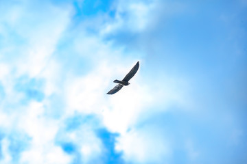 the silhouette of an eagle in the distance in the sky among the blue sky and clouds