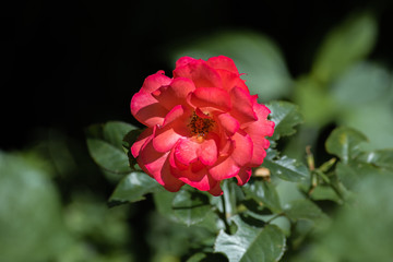 red rose flower in the garden close up