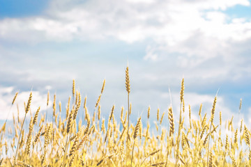 ears of yellow wheat against the background of clouds close-up
