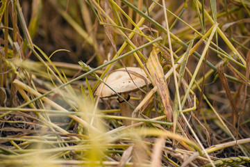 a poisonous inedible mushroom among yellow dry grass