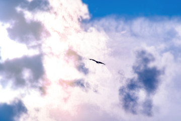 the silhouette of an eagle in the distance in the sky among clouds and the sun