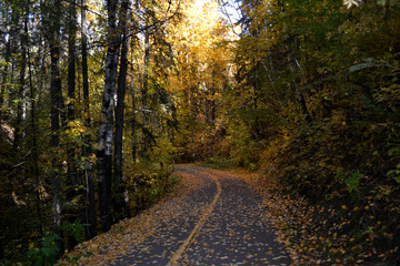 Obraz premium Hiking Trail in an Autumn Forest
