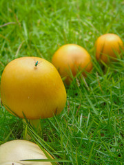 Fototapeta na wymiar mushrooms grow on the grass