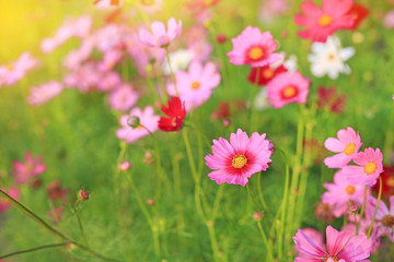 Obraz na płótnie Canvas Pink and Red cosmos flower blooming in the summer garden field with rays of sunlight in nature