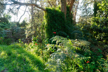 Rainforest with green vegetation and flowers sun