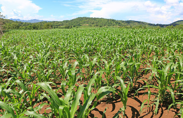 A young green corn field against blue sky with clouds on summer day