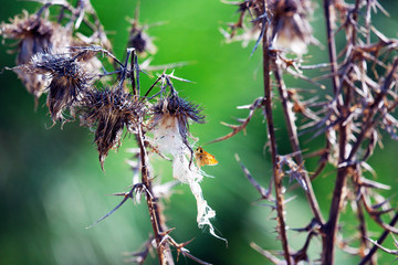 yellow Skipper butterfly sitting among old dried thistles