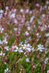 Group of pale pink Gaura Lindheimeri 'Whirling Butterflies' blooming in a garden, as a nature background
