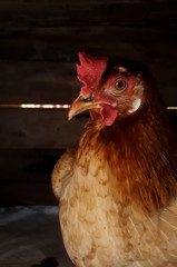 Isolated Hen In a Dark Room 
