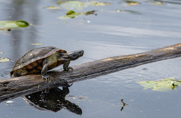 Wild turtle pulling out onto a log in Lake Washington
