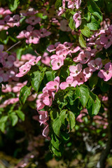 Closeup of pink dogwood blooming in the sun
