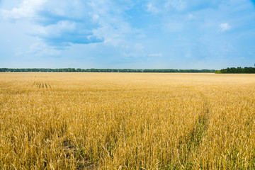Ripe golden wheat on the field. Selective focus. Shallow depth of field.