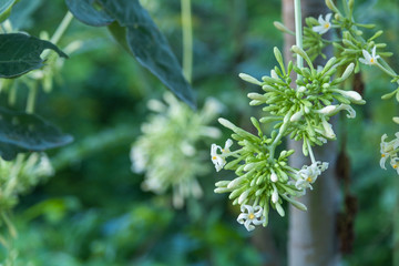 Carica papaya tree with many white flowers - the widely cultivated papaya, also called papaw or pawpaw.