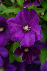 Deep purple clematis blooming in a garden, as a nature background
