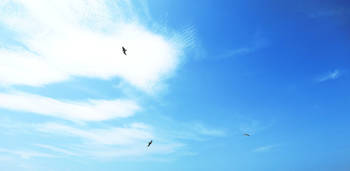 birds in the sky