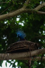 Fototapeta premium Birds 