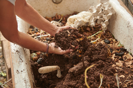 Anonymous crop farmer taking soil with bare hands full of worms from compost pile in countryside