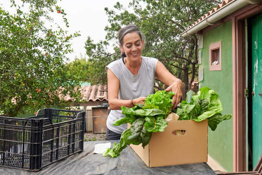 Content senior female farmer standing at table with box of various ripe vegetables in countryside