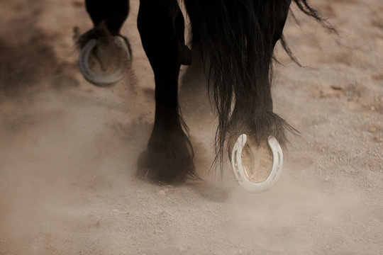 From above of mild steel horseshoes on hooves of black warm blooded mare walking in paddock on sandy surface in daylight - Powered by Adobe