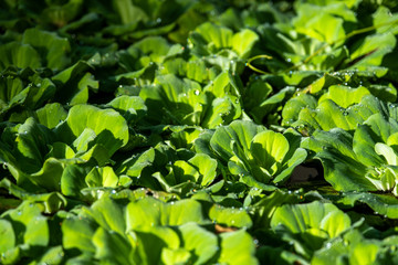 Close up floating water lettuce, Pistia stratiotes Linnaeus plant, Low key