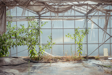 Various wild plants growing in shabby neglected hothouse with dirty roof and glass walls