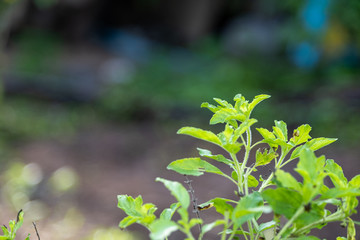 Fresh basil background. Green banner. Food and clean eating concept. Copy space