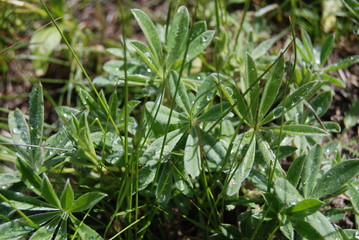 green grass with dew drops