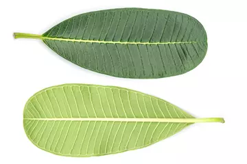 Zelfklevend Fotobehang Green leaf isolated on white background. For background Graphic or Texture. © Alek