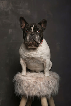 Adorable small obedient short haired French Bulldog sitting on soft fabric on wooden stool near grey wall