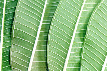 Set of green plumeria leaves front and back. On isolated white background With copy area Message area and inventory ,copy space
