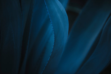 Closeup of beautiful delicate blue Agave americana plant with curvy leaves and small thorns