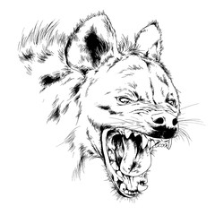 attacking the hyena with a snarling mouth painted by hand on a white background separated tattoo