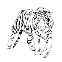 big tiger painted ink from hands in full growth on a white background