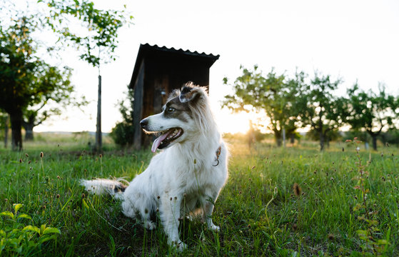 Friendly Border Collie sitting on grass and looking away during sundown in summer