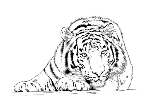 big tiger painted ink from hands in full growth on a white background