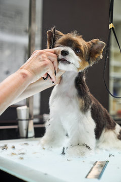 Unrecognizable cropped female groomer combing cute Yorkshire Terrier in modern salon