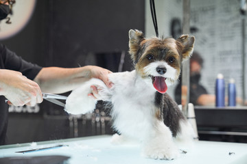 Unrecognizable female groomer doing haircut with scissors for cute Yorkshire Terrier in modern salon