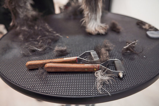 Metal tool for grooming placed on table near fuzzy dog in modern salon