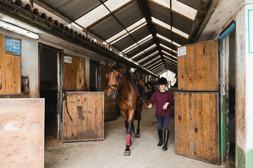 Young female equestrian in riding helmet and boots leading chestnut horse along barn and looking at camera