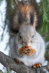 The squirrel with nut sits on a fir branches in the winter or autumn.