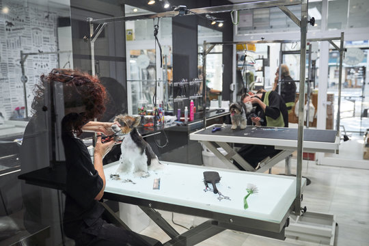 Female masters in medical masks working in grooming salon and doing haircuts to fluffy dogs