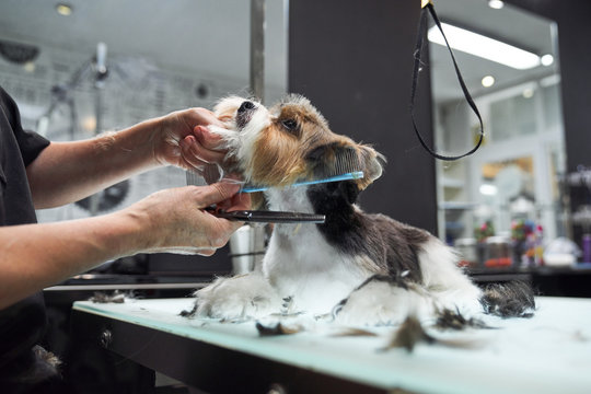 Unrecognizable cropped female groomer combing cute Yorkshire Terrier in modern salon