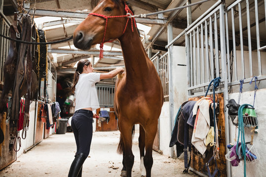 From below side view of female equestrian standing in stable and grooming chestnut horse with brush
