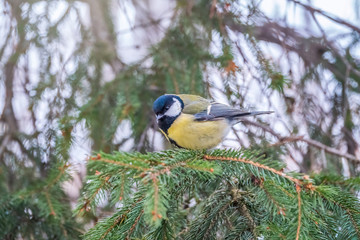 Cute bird Great tit, songbird sitting on the nice branch with beautiful autumn background