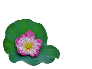 isolated pink lotus flower on green leaf with clipping path  closeup texture for floral background and design