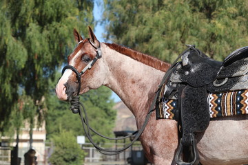 Red Roan stallion