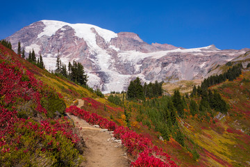 One of many hiking trails surrounded by stunning fall foliage at Mt. Rainier National Park in Washington state