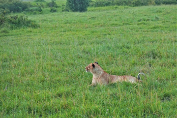 Fototapeta na wymiar A wild beautiful lioness lies on the green grass of the savannah, looks attentively to the side. The head is raised, the tail is bent, the ears are alert. Kenya. Masai Mara park. 