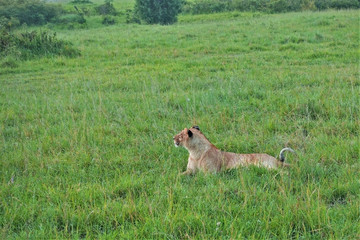 A wild beautiful lioness lies on the green grass of the savannah, looks attentively to the side. The head is raised, the tail is bent, the ears are alert. Kenya. Masai Mara park.
