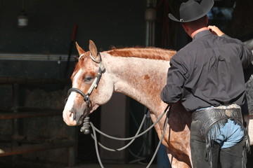 Red Roan